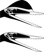 Sex related features of Darwinopterus. The male (above) has a large head crest, but this is absent in the female (below). Picture credit: Mike Hanson